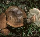 Tylopilus indecisus image