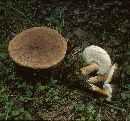 Tylopilus indecisus image