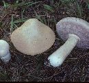 Tylopilus rhoadsiae image