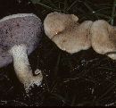 Tylopilus rhoadsiae image