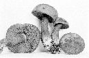 Tylopilus porphyrosporus image