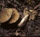 Tylopilus sordidus image