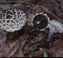 Strobilomyces confusus image