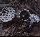 Strobilomyces confusus image