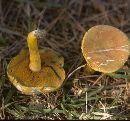 Pulveroboletus ravenelii image