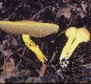 Pulveroboletus ravenelii image