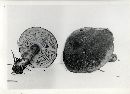 Phylloporus rhodoxanthus image