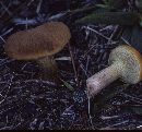 Phylloporus boletinoides image