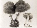 Psathyrella delineata image