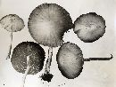 Psathyrella fusca image