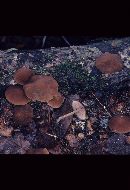 Psathyrella fuscofolia image