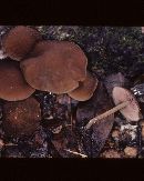 Psathyrella fuscofolia image