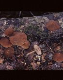 Psathyrella fuscofolia image