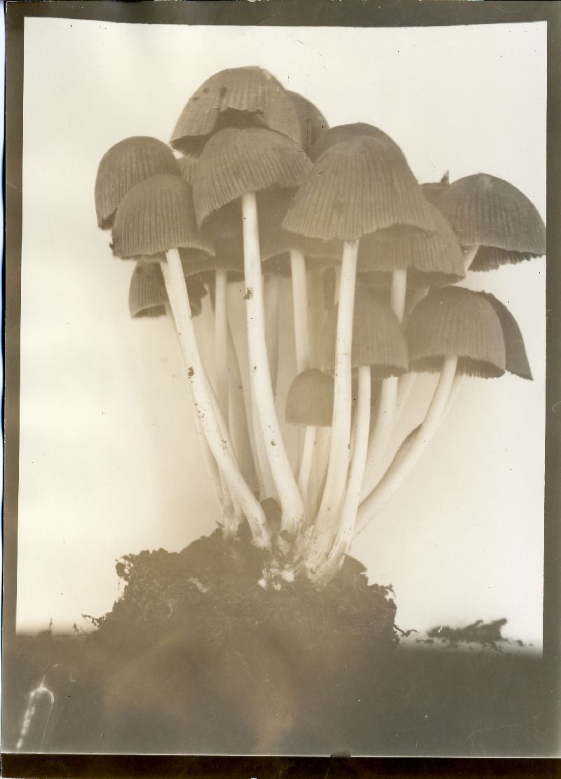 Coprinellus hiascens image