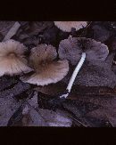 Psathyrella hymenocephala image