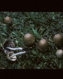 Psathyrella hymenocephala image