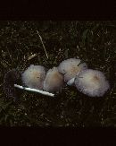 Psathyrella incerta image