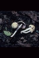 Psathyrella incerta image