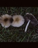 Psathyrella incerta image