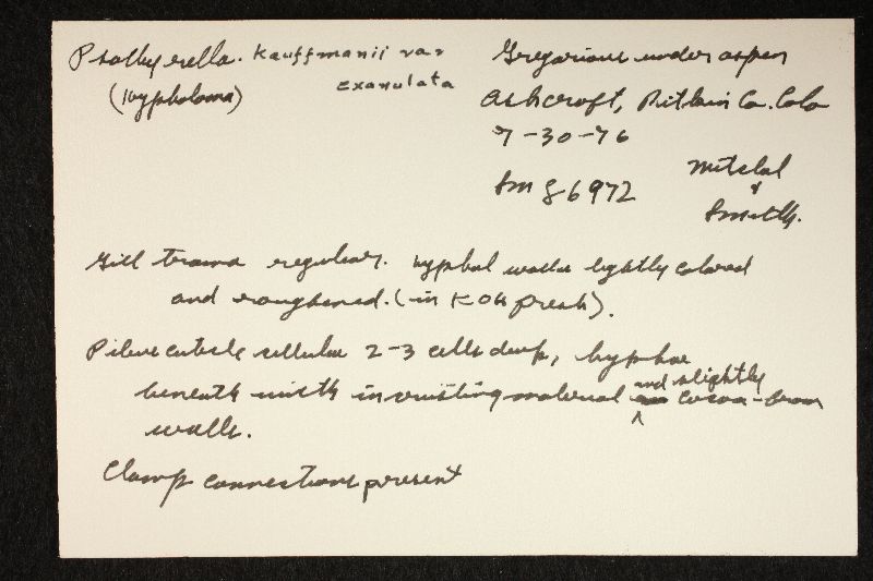 Psathyrella kauffmanii image