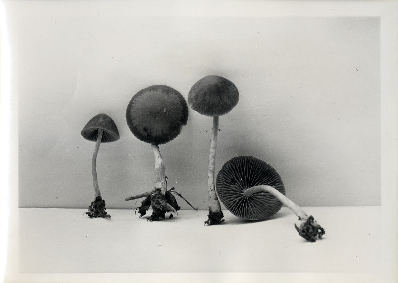 Psathyrella rubiginosa image