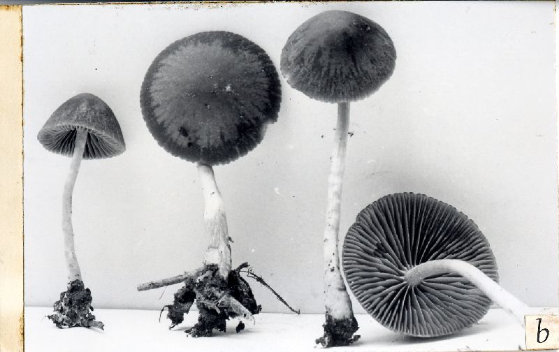 Psathyrella rubiginosa image