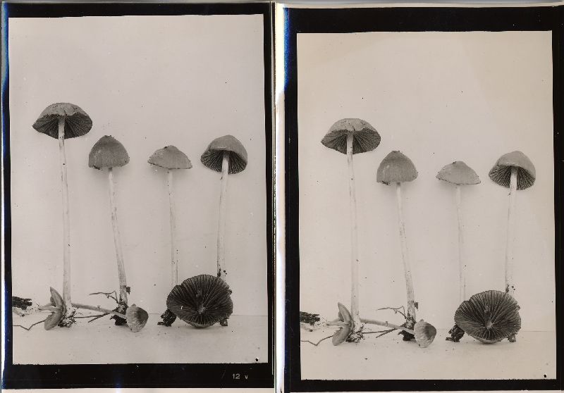 Psathyrella microrhiza image