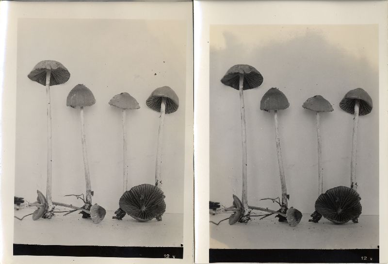 Psathyrella microrhiza image