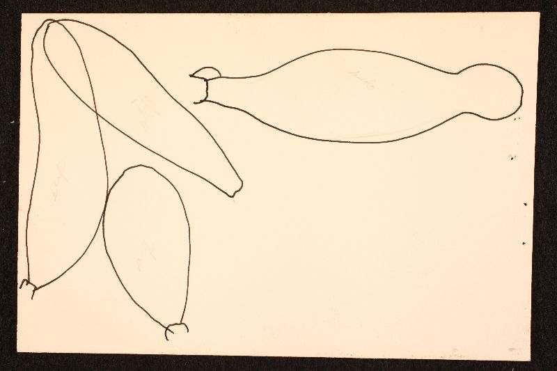 Psathyrella sphagnicola image