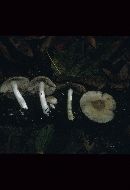 Psathyrella subagraria image