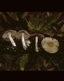 Psathyrella subagraria image