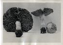 Psathyrella uliginicola image