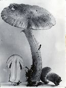 Psathyrella uliginicola image
