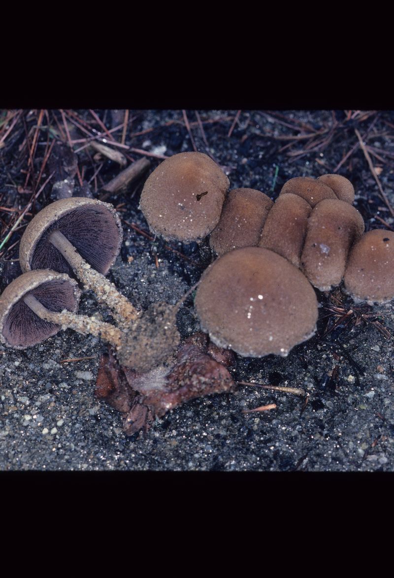 Psathyrella velutina var. velutina image