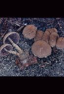 Psathyrella velutina var. velutina image