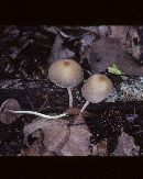 Psathyrella velutina var. velutina image