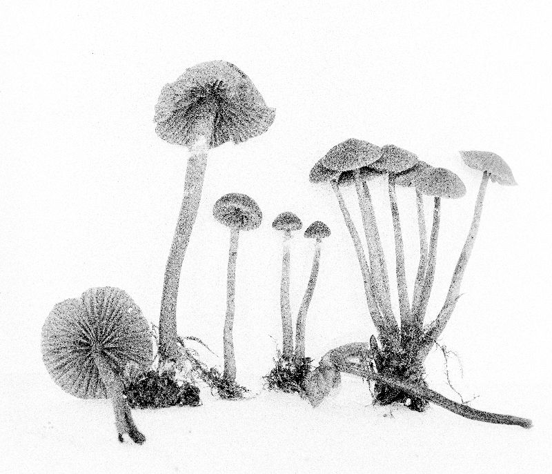 Galerina jaapii image