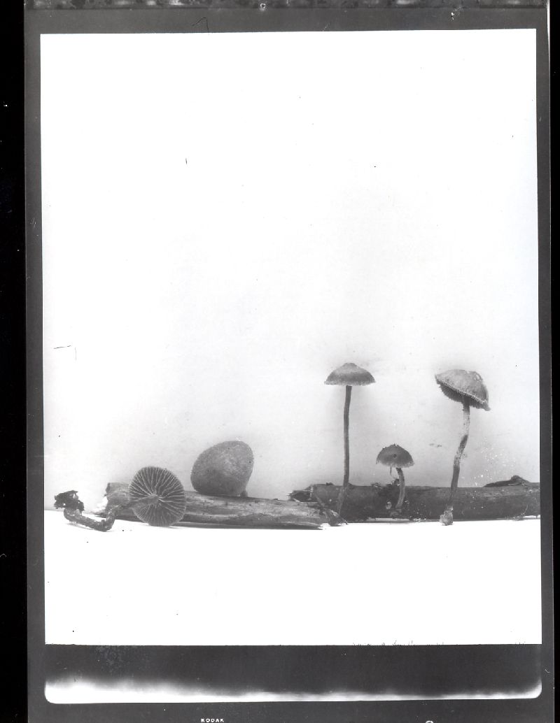 Psilocybe latispora image