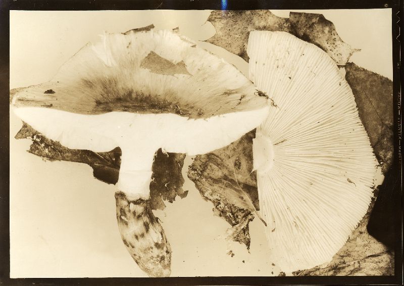 Armillaria caligata var. nardosmia image