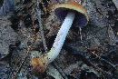 Cortinarius corrugatus image