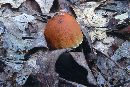 Cortinarius corrugatus image