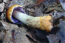 Cortinarius corrugatus image