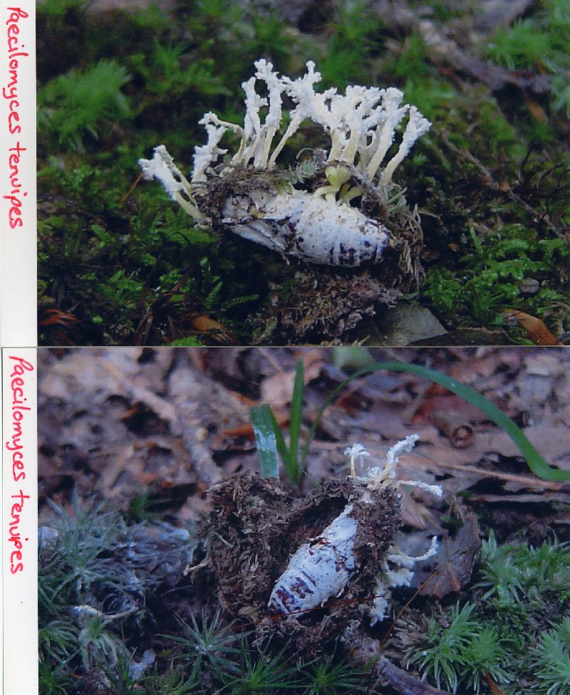 Cordyceps polyarthra image