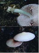 Volvariella bombycina image