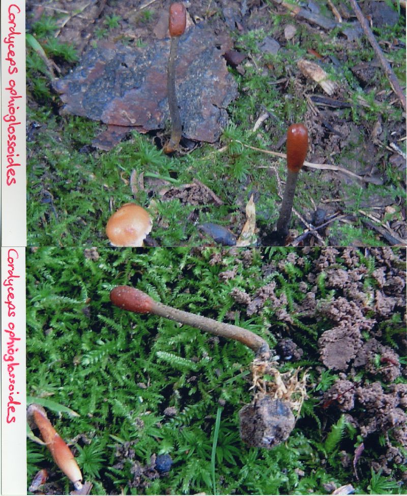 Elaphocordyceps ophioglossoides image