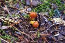 Elaphocordyceps capitata image