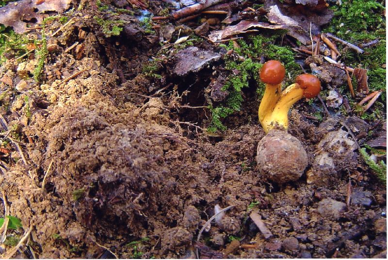 Elaphocordyceps capitata image