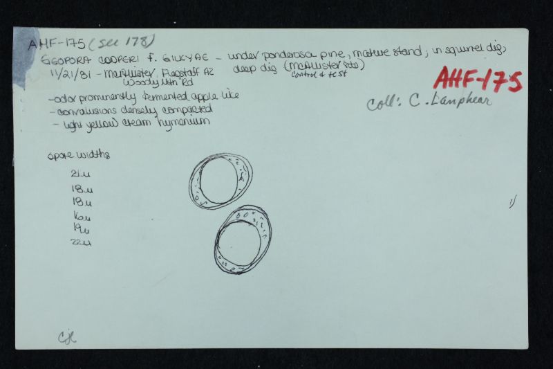 Geopora cooperi f. cooperi image