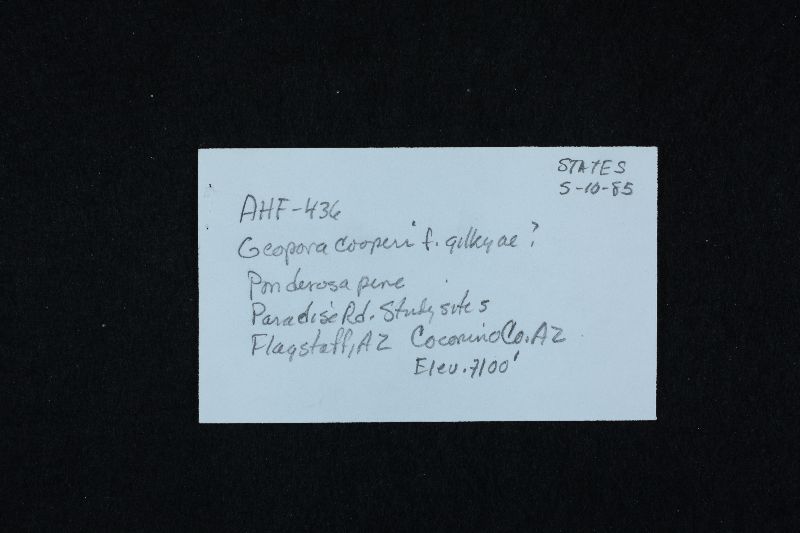 Geopora cooperi f. cooperi image