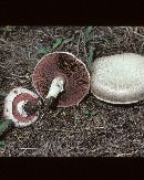 Agaricus argenteus image